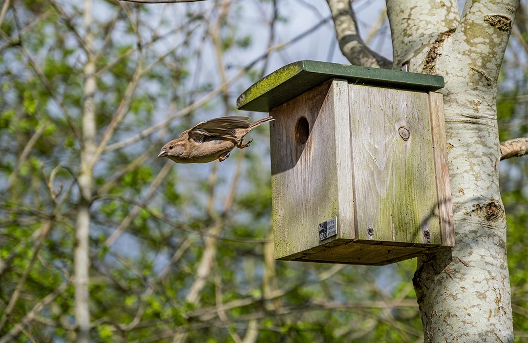 bird flying into nest box