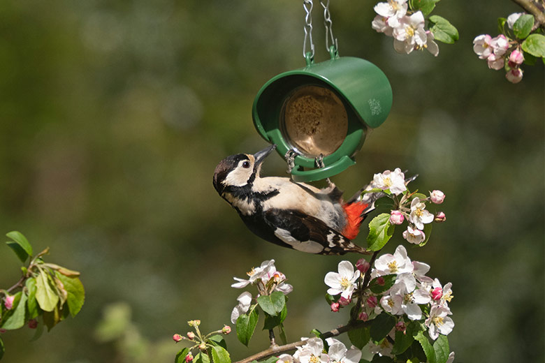 woodpecker eating Flutter Butter