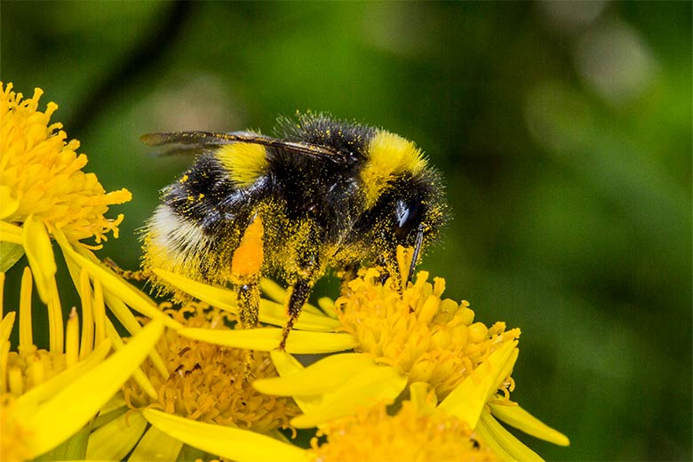World Bee Day RSPB