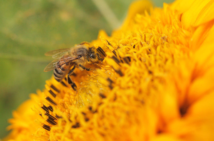 bee on sunflower