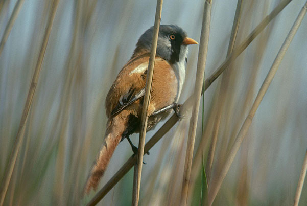 Lakenheath Fen