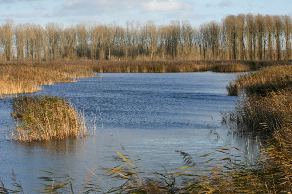 Lakenheath Fen