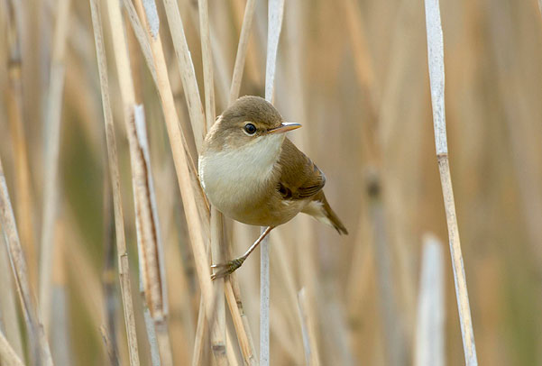 Lakenheath Fen