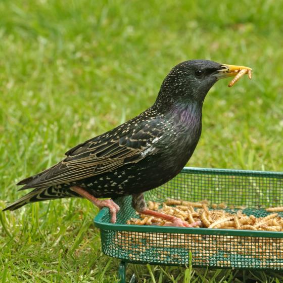 Dried mealworms product photo back L