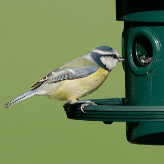 Squirrel Buster Plus feeder product photo front L