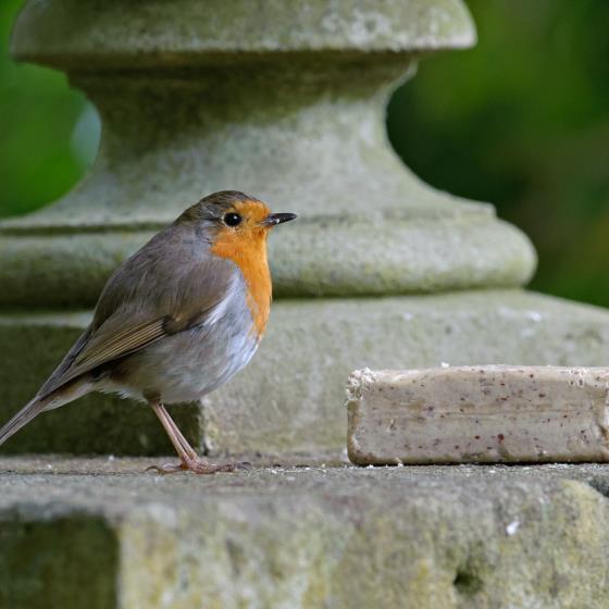 Super suet bars x6 product photo side L