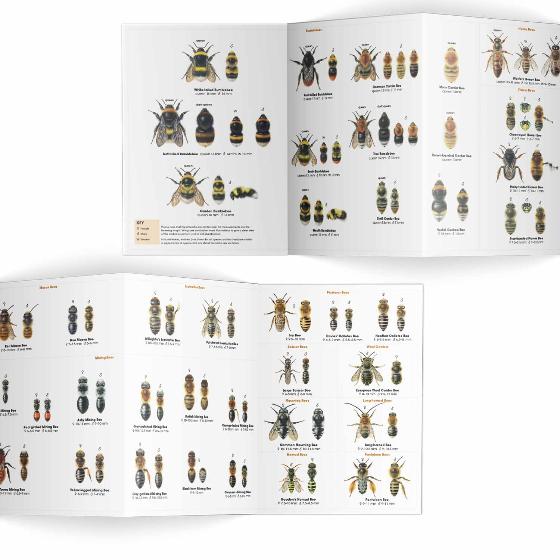 Bees identifier chart - RSPB ID Spotlight series product photo side L