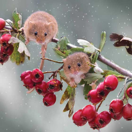Berry brunch Harvest Mice Christmas cards, pack of 10 product photo default L