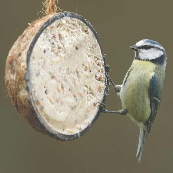 Super suet coconut halves - mealworm, box of 10 product photo default L