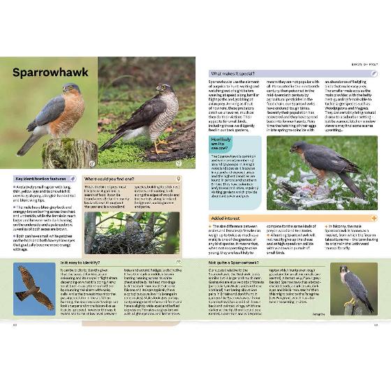 RSPB Everyday Guide to British Birds (2nd edition) product photo back L