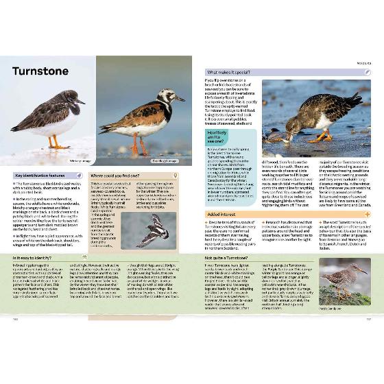 RSPB Everyday Guide to British Birds (2nd edition) product photo front L