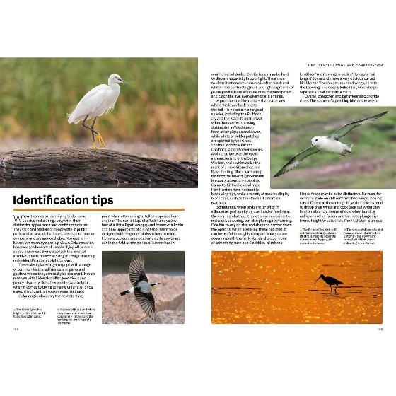 RSPB Everyday Guide to British Birds (2nd edition) product photo ai5 L