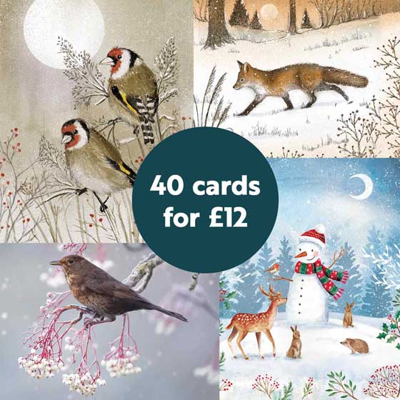 RSPB Fab 40 large box of Christmas cards product photo side L