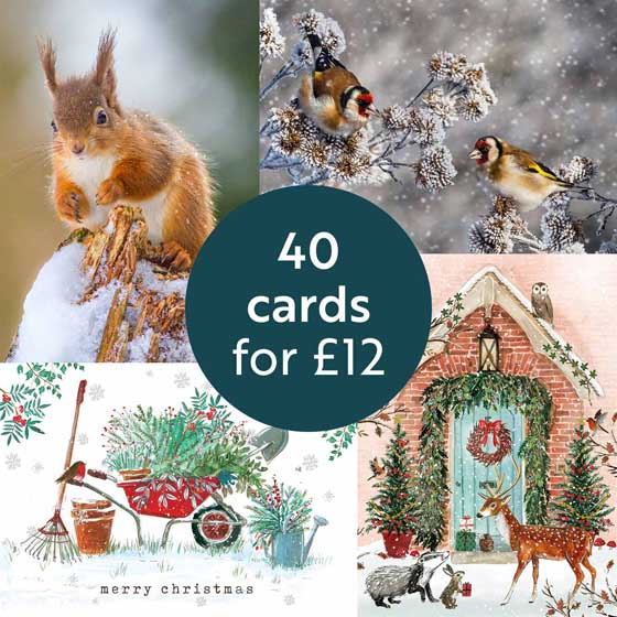 Fab forty RSPB charity Christmas cards - pack of 40 product photo default L