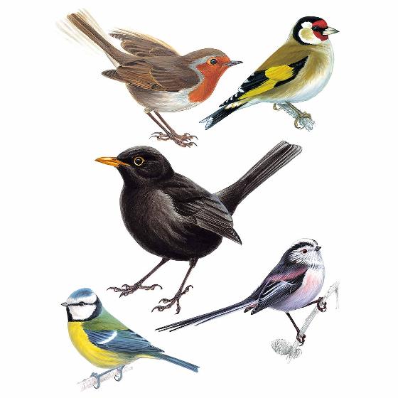 Garden birds window stickers product photo default L