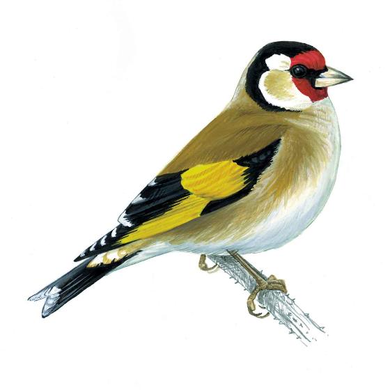 Garden birds window stickers product photo back L