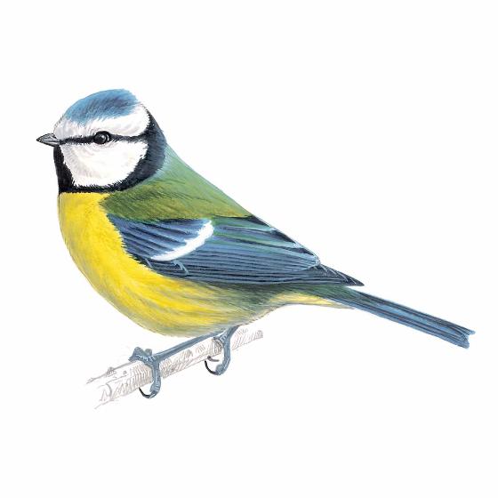 Garden birds window stickers product photo ai5 L