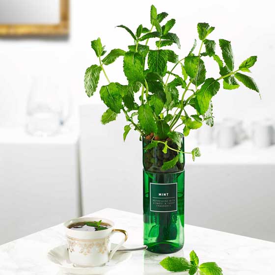 Mint Hydro-herb kit product photo front L
