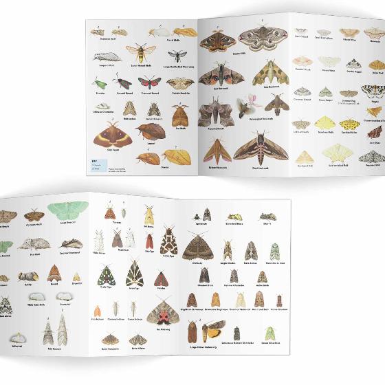 Moths identifier chart - RSPB ID Spotlight series product photo side L