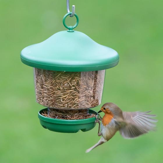 My favourites hanging bird feeder with mealworms product photo side L