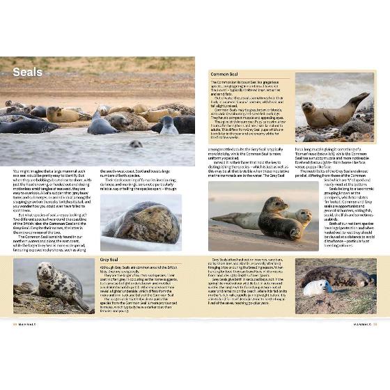 RSPB Everyday guide to British wildlife product photo front L