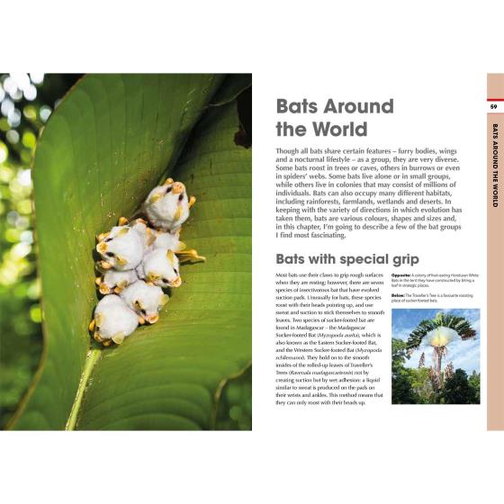 RSPB Spotlight Bats product photo back L