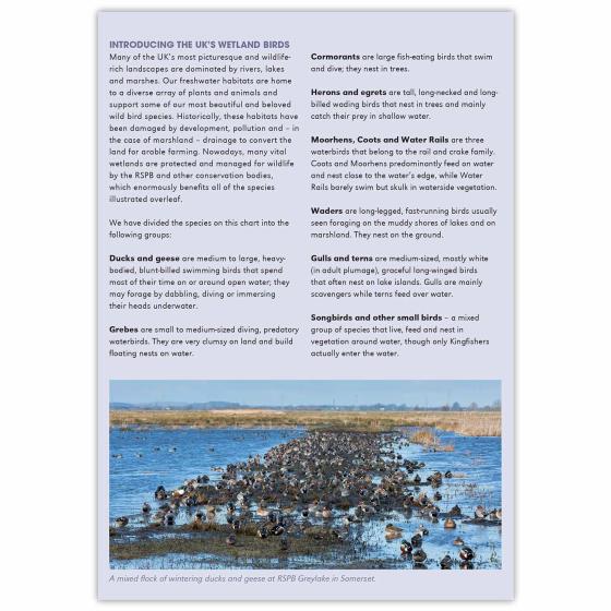 Wetland birds identifier chart - RSPB ID Spotlight series product photo back L