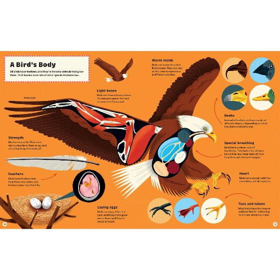 What makes a bird?: An illustrated guide to the bird world product photo side L