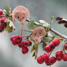 Berry brunch Harvest Mice Christmas cards, pack of 10 product photo