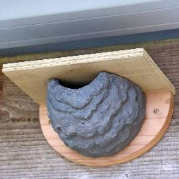 House Martin nest cup product photo