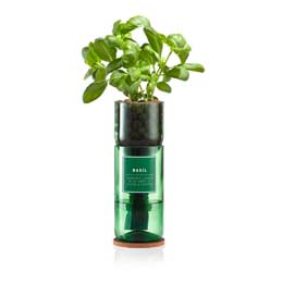 Basil Hydro-herb kit product photo