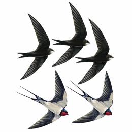 Swift and swallow window stickers product photo