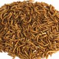 Dried mealworms product photo front T