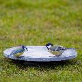 Aristotle Oasis bird bath & drinker product photo front T