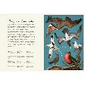 Aviarium by Dominic Couzens product photo back T