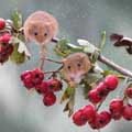 Berry brunch Harvest Mice Christmas cards, pack of 10 product photo default T