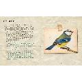 Bill Bailey's remarkable guide to British birds - pocket version product photo front T