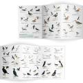 Coastal birds identifier chart - RSPB ID Spotlight series product photo side T