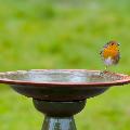 Echoes ceramic bird bath & stand product photo ai4 T