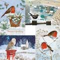 Fab forty RSPB charity Christmas cards - pack of 40 product photo ai5 T