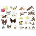 RSPB ID Spotlight - Identify garden bugs product photo back T