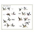 RSPB Handbook of British Birds, 5th edition product photo ai5 T