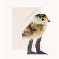 Hadley Paper Goods Lapwing chick greeting card product photo default T