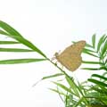 Butterfly plant animal decoration product photo side T