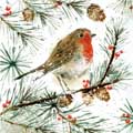 Radiant Robin Christmas cards, pack of 10 product photo default T