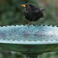 RSPB Bird bath product photo ai4 T