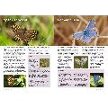RSPB Everyday guide to British wildlife product photo back T