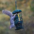 Squirrel Buster suet feeder product photo default T