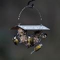 Suet ball basket feeder with roof product photo side T