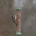 RSPB Ultimate easy-clean® suet pellet and peanut feeder  - medium product photo default T